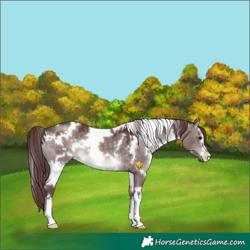 Horse Color:Platinum White Spotted Chocolate Brown Dun 
