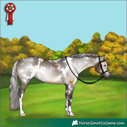 Horse Color:Gray White Spotted Silver Brown Dun 