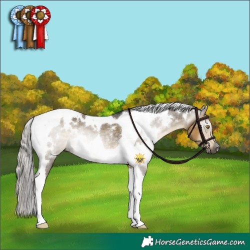 Horse Color:Gray White Spotted Silver Buckskin Dun Tobiano Rabicano 