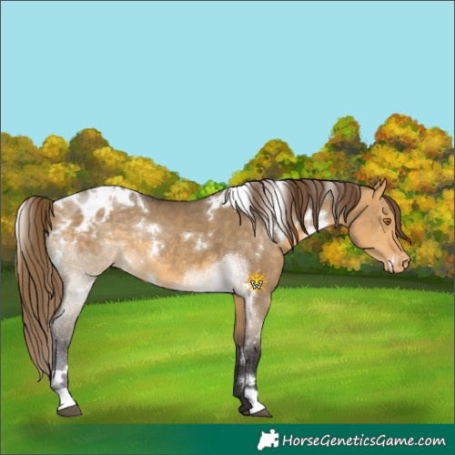 Horse Color:White Spotted Buckskin Dun Appaloosa Rabicano