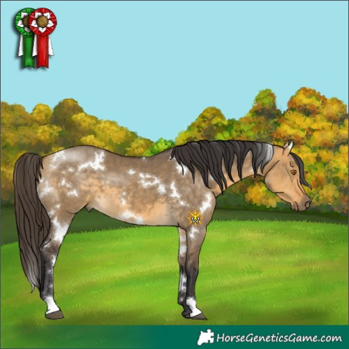 Horse Color:White Spotted Buckskin Dun 