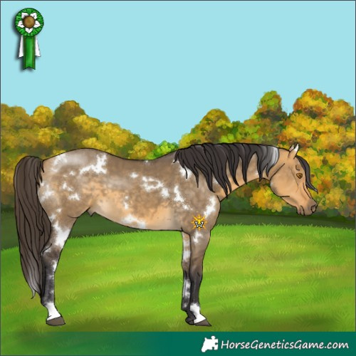 Horse Color:White Spotted Buckskin Dun 