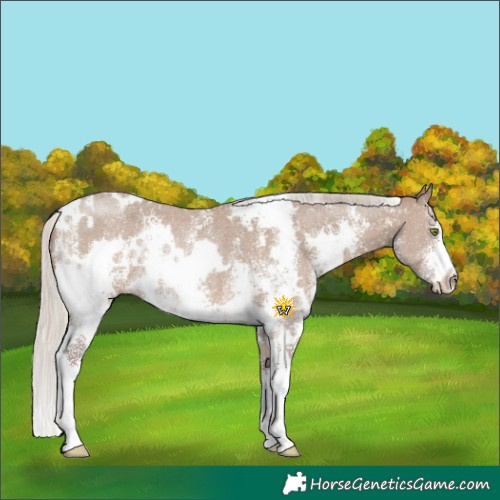 Horse Color:White Spotted Silver Grullo Sabino Rabicano