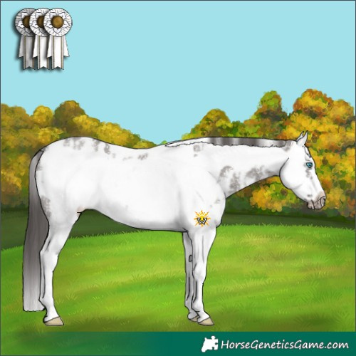 Horse Color:White Spotted Smoky Grullo Sabino Splash Frame Appaloosa Rabicano 