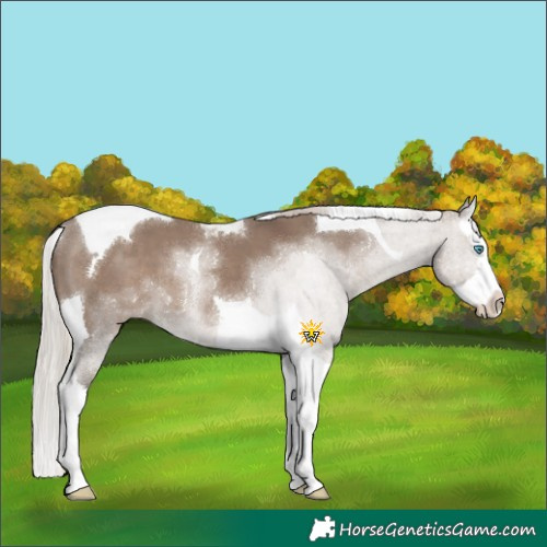 Horse Color:Silver Grullo Splash Tobiano 