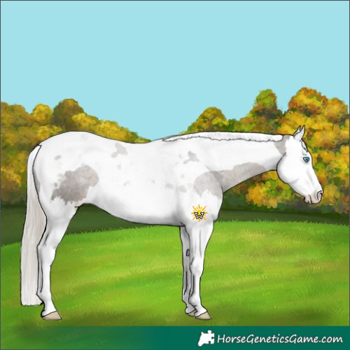 Horse Color:Silver Smoky Grullo Splash Tobiano Appaloosa 