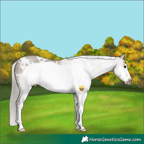 Horse Color:White Spotted Silver Grullo Sabino Frame Rabicano 