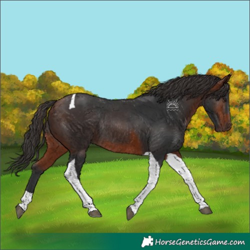 Horse Color:Bay Tobiano Rabicano 