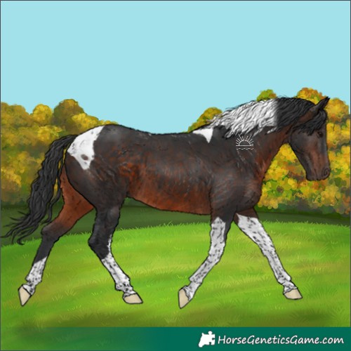 Horse Color:Brown Tobiano 