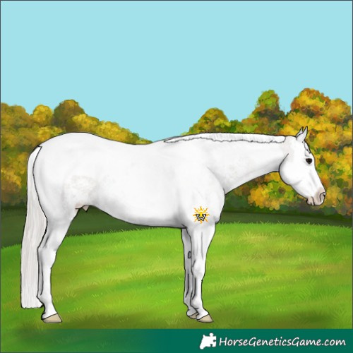 Horse Color:Silver Grullo Sabino Splash Tobiano