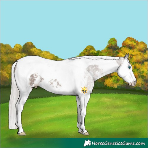 Horse Color:Silver Black Sabino Splash Tobiano Rabicano 