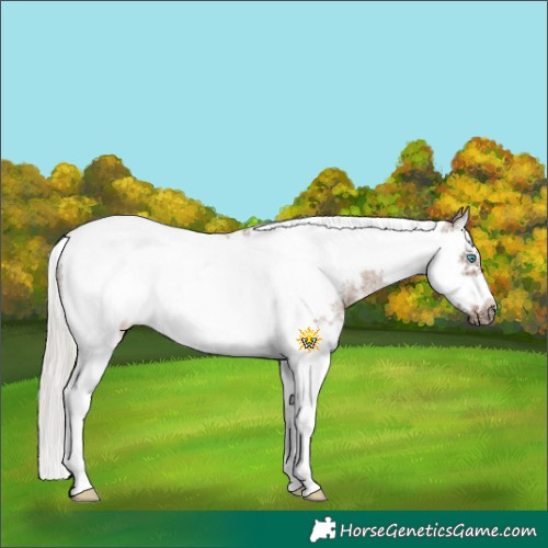 Horse Color:Silver Grullo Sabino Splash Tobiano Frame Rabicano