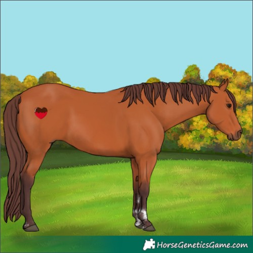 Horse Color:Chocolate Bay 
