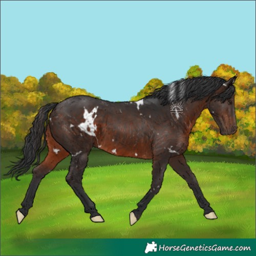 Horse Color:White Spotted Brown 