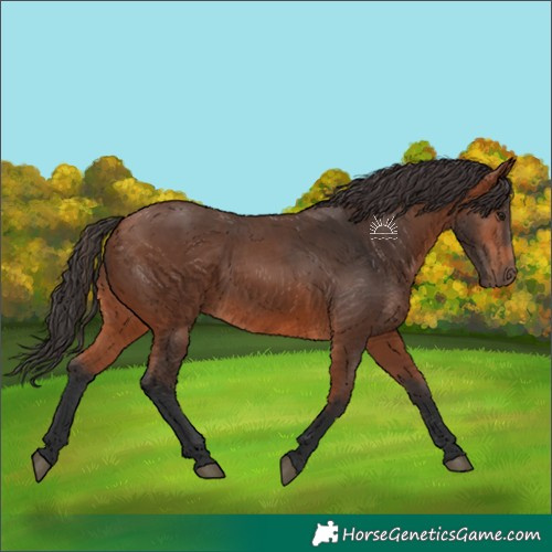 Horse Color:Bay Rabicano 