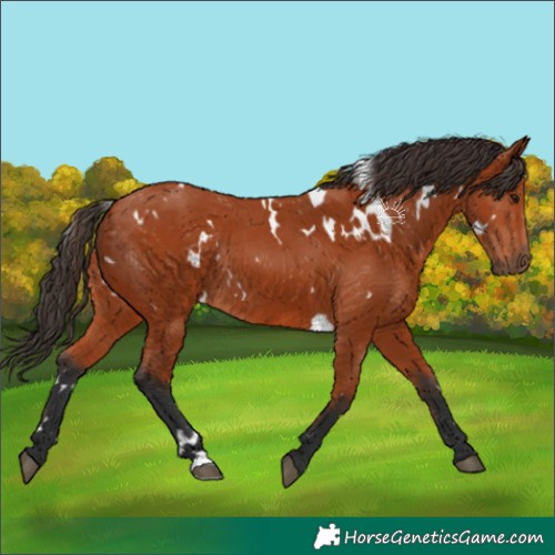 Horse Color:White Spotted Bay Rabicano 