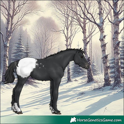 Horse Color:Black Tobiano Appaloosa 