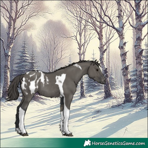 Horse Color:Grullo Tobiano Appaloosa Rabicano 