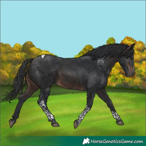 Horse Color:Brown Tobiano Rabicano 