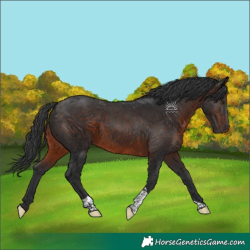 Horse Color:Brown Tobiano 