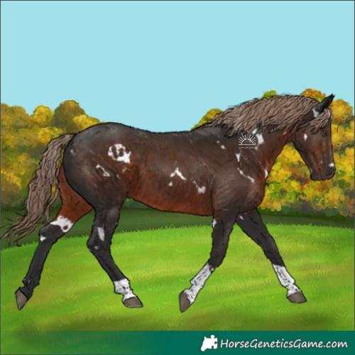 Horse Color:White Spotted Liver Chestnut Tobiano Rabicano 
