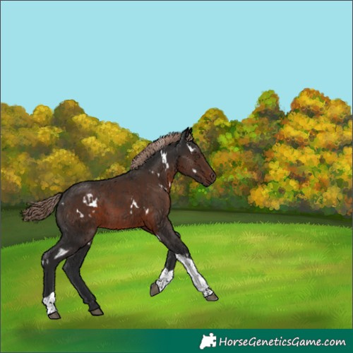 Horse Color:White Spotted Liver Chestnut Tobiano Rabicano