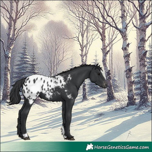 Horse Color:Black Tobiano Appaloosa 