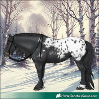 Horse Color:Black Tobiano Blanket