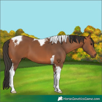 Horse Color:Bay Tobiano