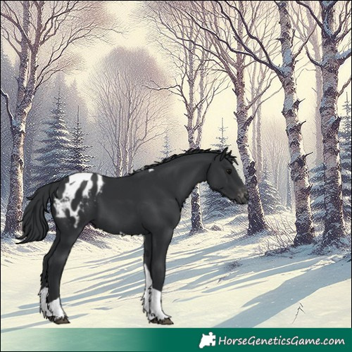 Horse Color:Black Tobiano Appaloosa 