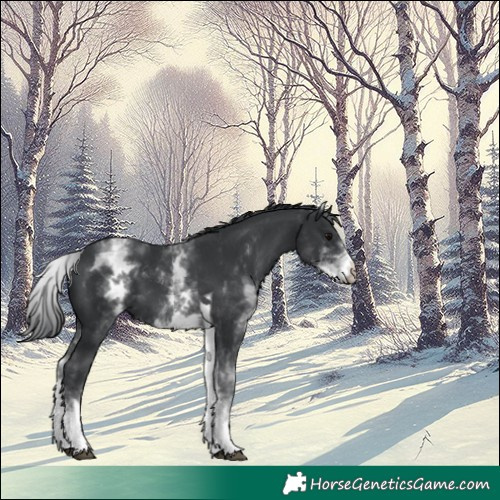 Horse Color:White Spotted Black Tobiano Appaloosa 