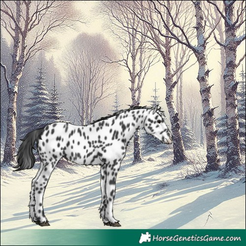 Horse Color:Black Appaloosa 