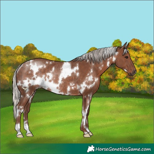 Horse Color:White Spotted Silver Black Rabicano 