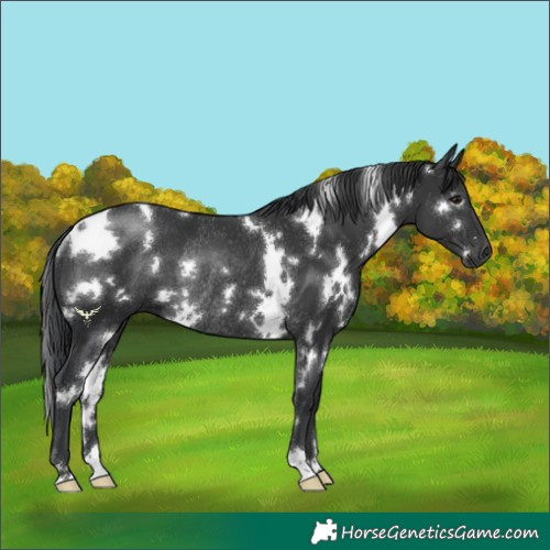 Horse Color:White Spotted Black Rabicano 
