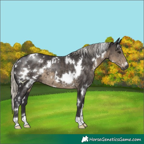 Horse Color:White Spotted Silver Smoky Black