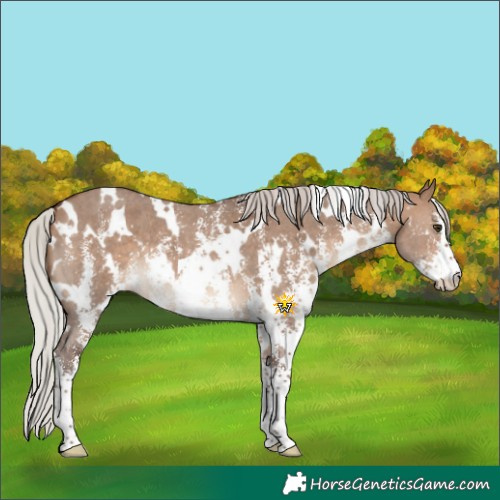Horse Color:White Spotted Silver Brown Dun Sabino 