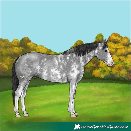 Horse Color:Black Sabino Rabicano 