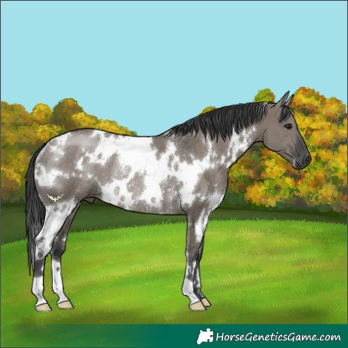 Horse Color:White Spotted Grullo Rabicano 