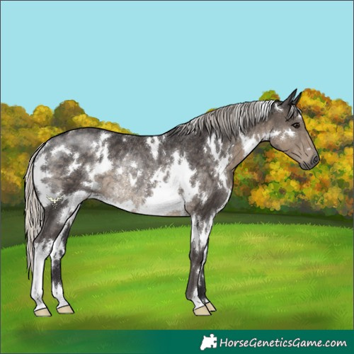 Horse Color:White Spotted Silver Smoky Black Rabicano 