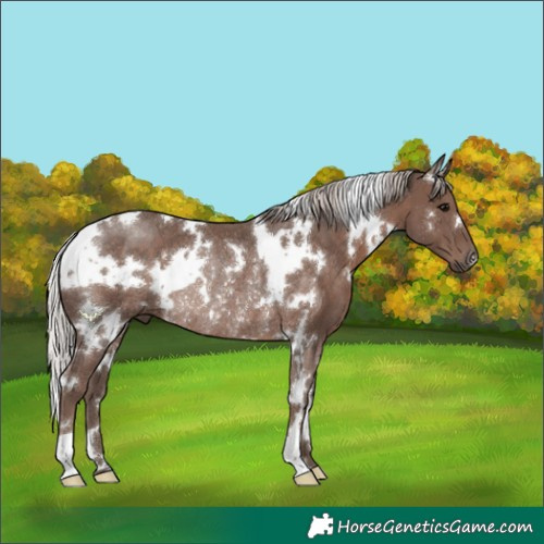 Horse Color:White Spotted Silver Black Rabicano 