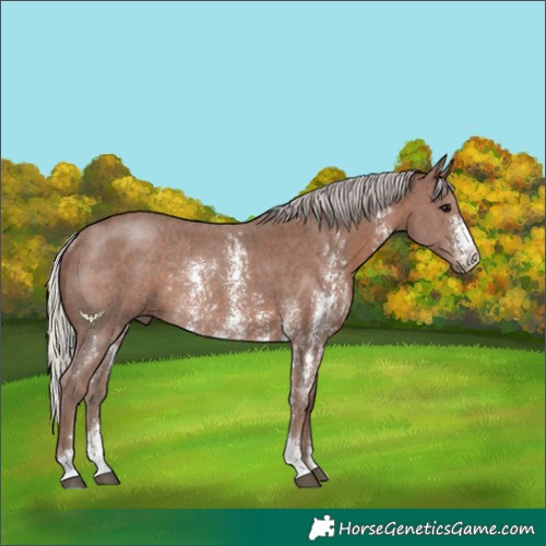Horse Color:Silver Black Sabino Rabicano 