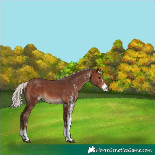 Horse Color:White Spotted Silver Bay 