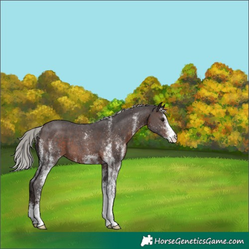 Horse Color:White Spotted Silver Brown 