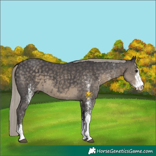 Horse Color:White Spotted Silver Smoky Black
