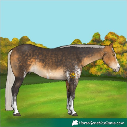 Horse Color:White Spotted Silver Buckskin