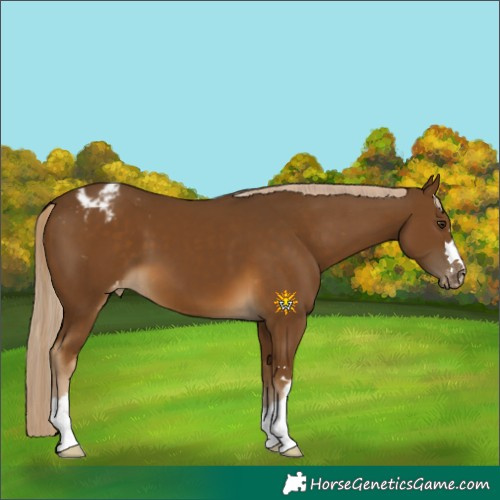 Horse Color:Chocolate Palomino Varnish 