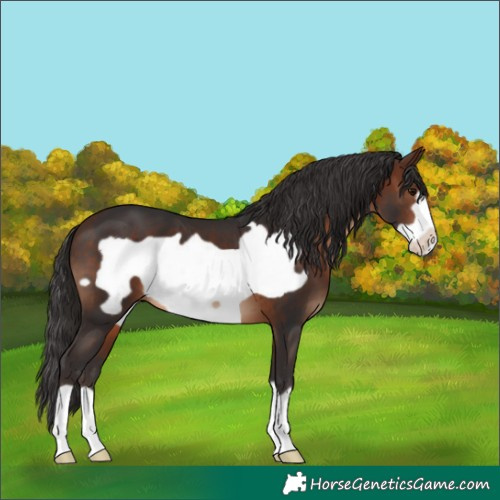 Horse Color:Brown Frame 