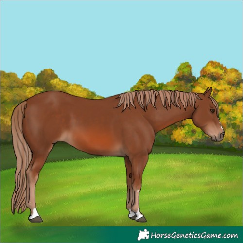 Horse Color:Chestnut 