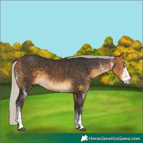 Horse Color:White Spotted Silver Buckskin