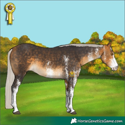 Horse Color:White Spotted Silver Buckskin 